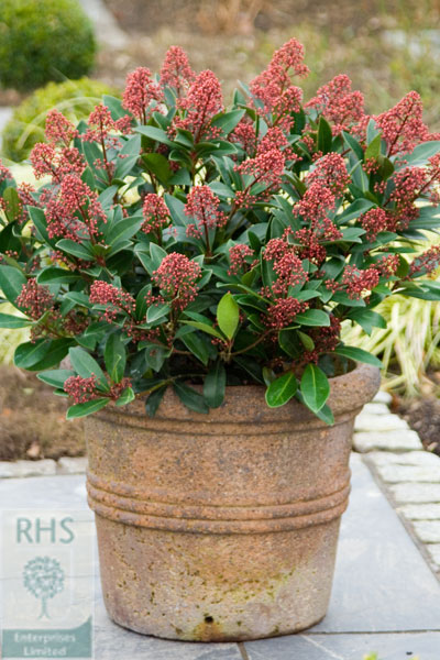 Skimmia Japonica